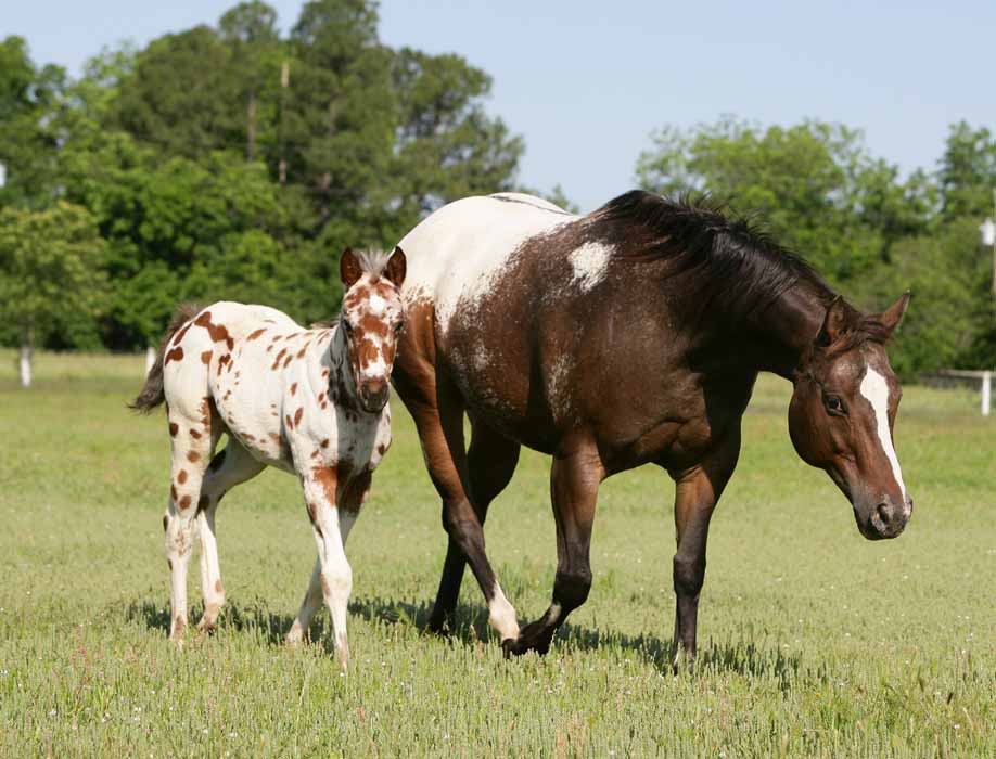 2011 Colt, photo by Bob Langrish.
