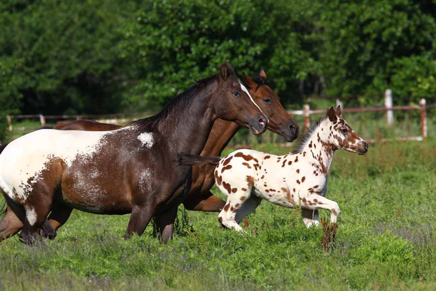 2011 Colt, photo by Bob Langrish.