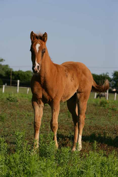 2011 colt, photo by Bob Langrish