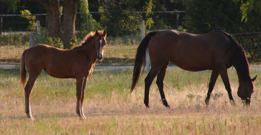 2011 filly