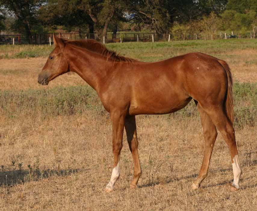 2011 filly