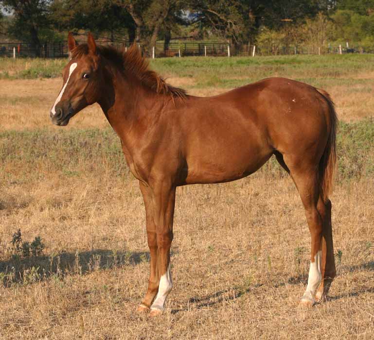 2011 filly