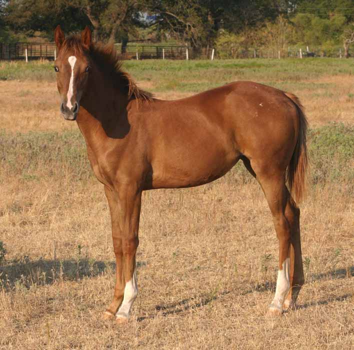 2011 filly