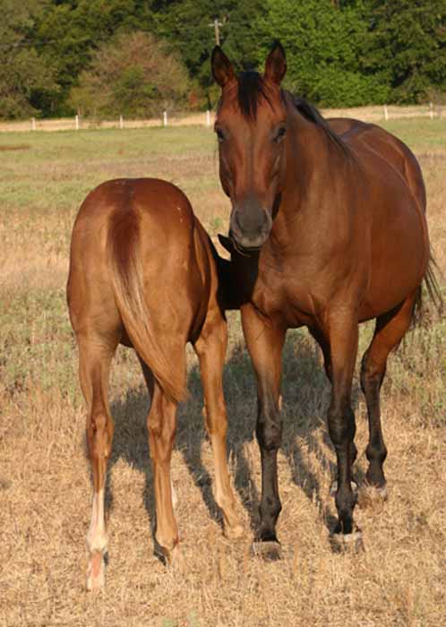2011 filly