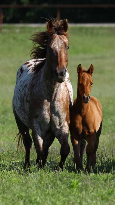 2011 Filly, photo by Bob Langrish