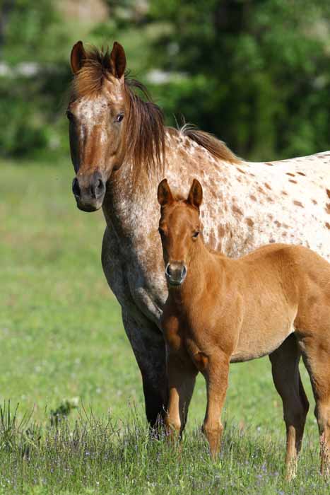 2011 Filly, photo by Bob Langrish