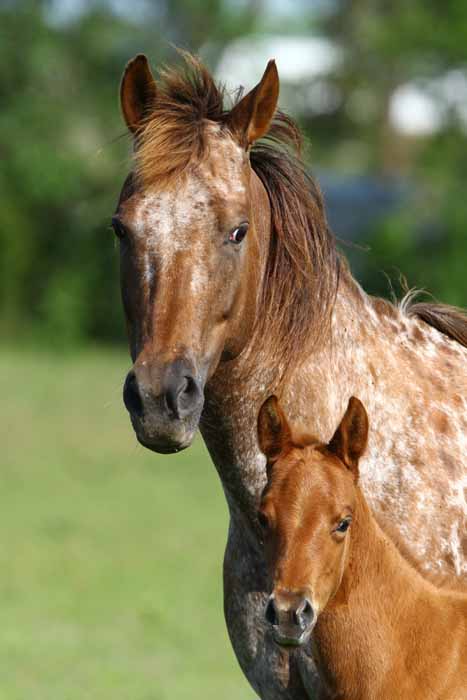 2011 Filly, photo by Bob Langrish