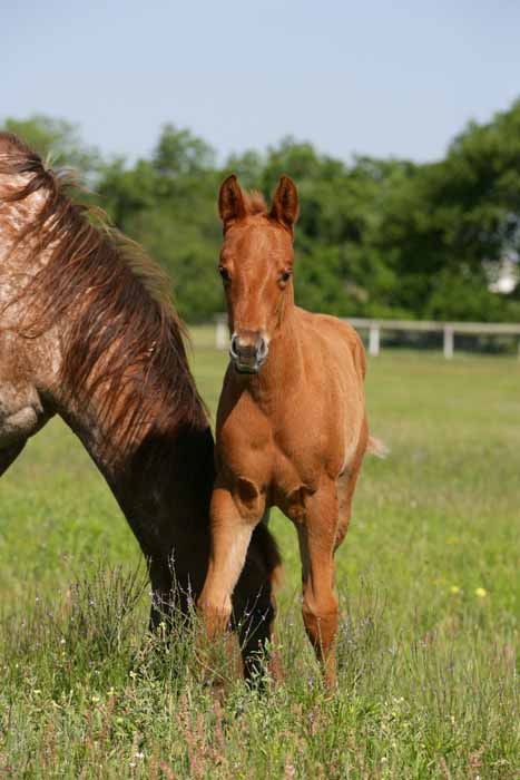 2011 Filly, photo by Bob Langrish