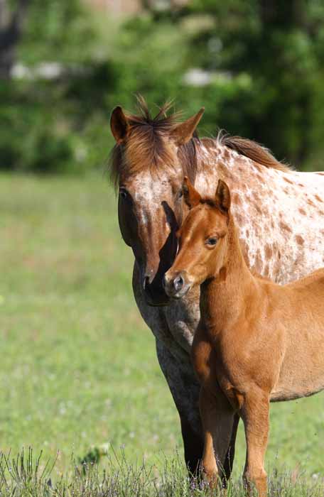 2011 Filly, photo by Bob Langrish