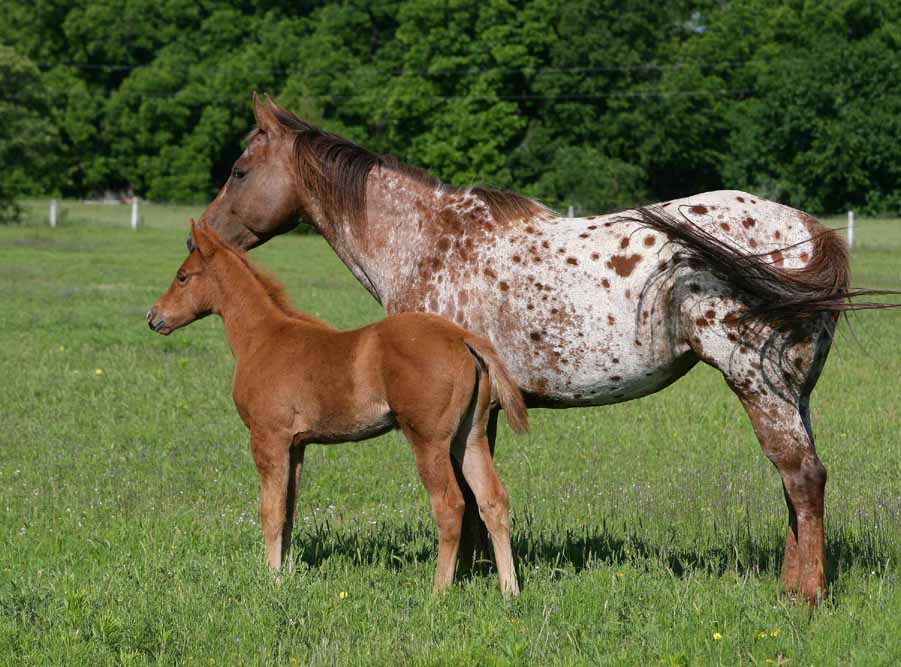 2011 Filly, photo by Bob Langrish