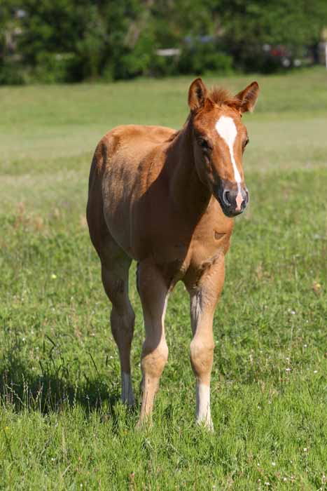 2011 Filly, photo by Bob Langrish