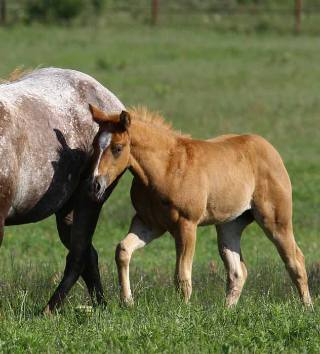 2011 Filly, photo by Bob Langrish