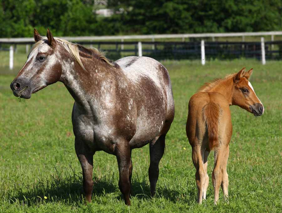 2011 Filly, photo by Bob Langrish