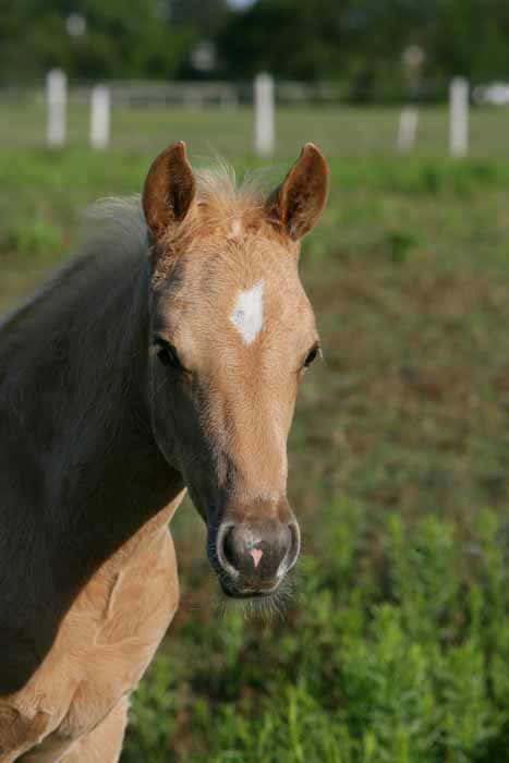 2011 colt, photo by Bob Langrish
