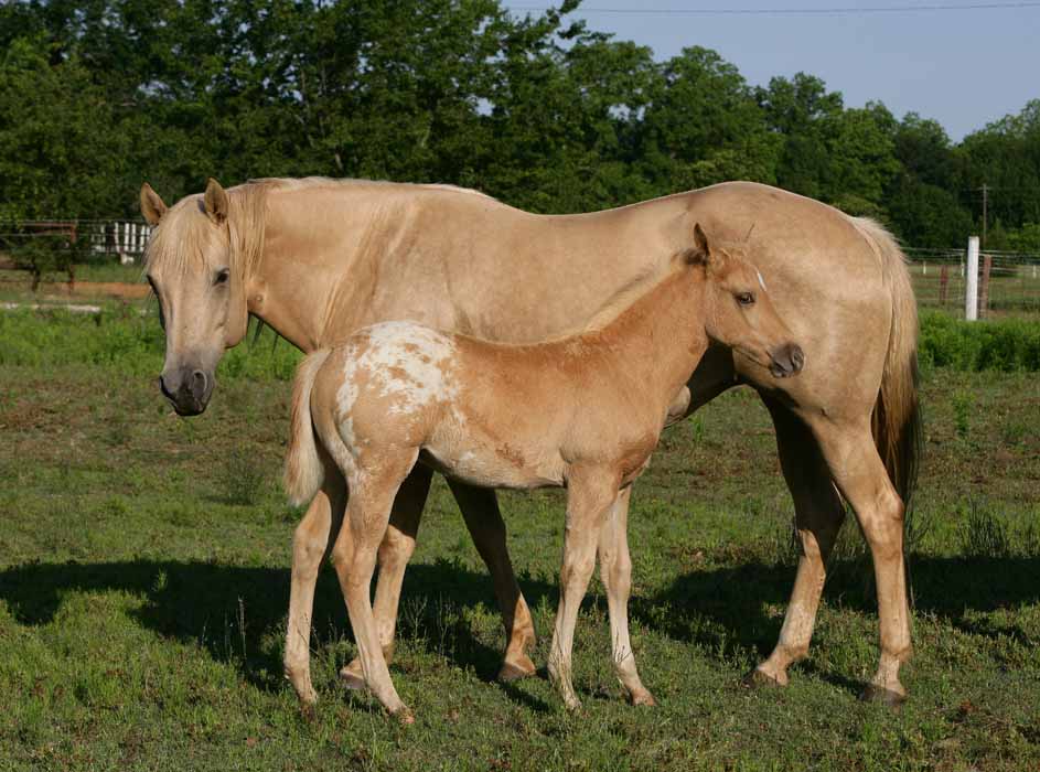 2011 colt, photo by Bob Langrish