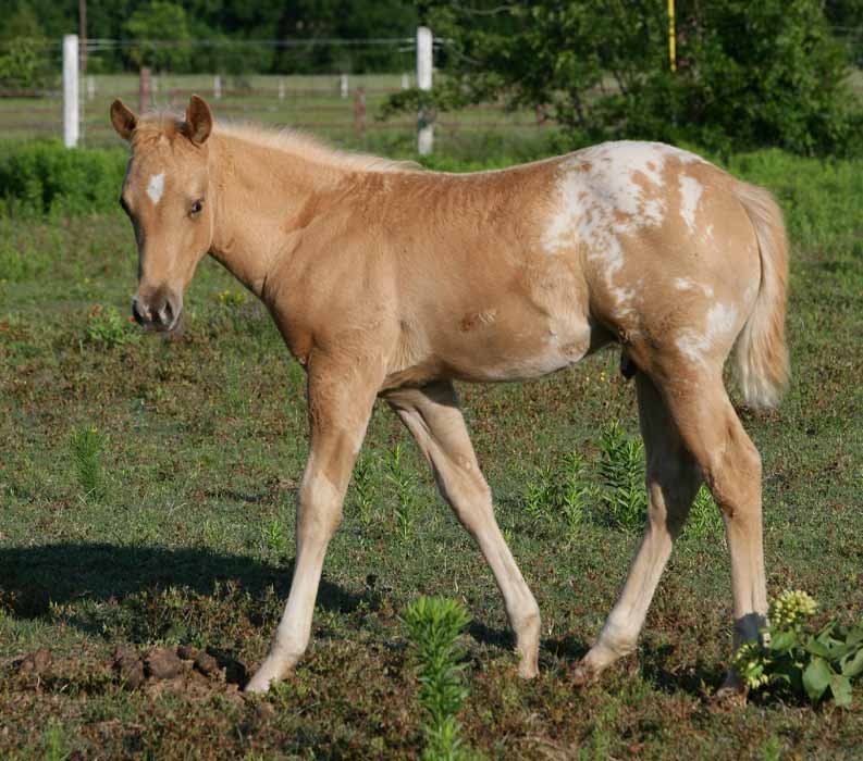 2011 colt, photo by Bob Langrish