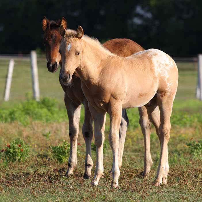 2011 colt, photo by Bob Langrish