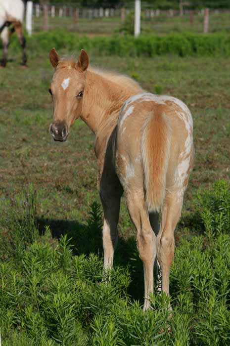 2011 colt, photo by Bob Langrish