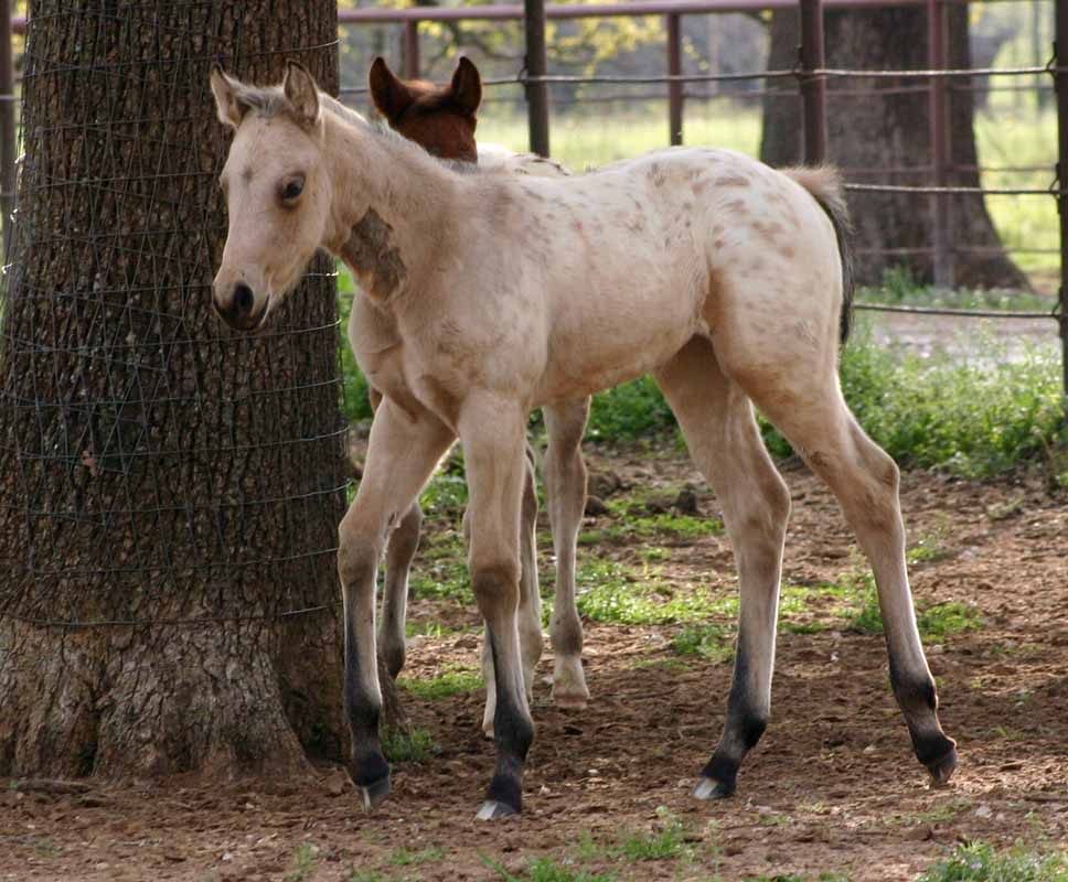 2012 filly 