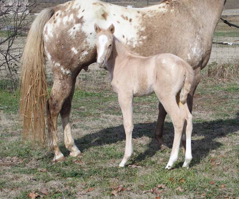 2015 filly 