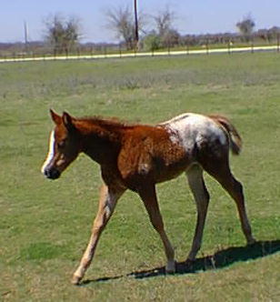 Designer Series Foals, March 27, 1999