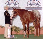 Robin Chouteau and Dreams Double Date, 2005 Worlds Showmanship Top 10