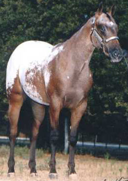 Cartoon Series, pictured September of her Yearling year, 1998.