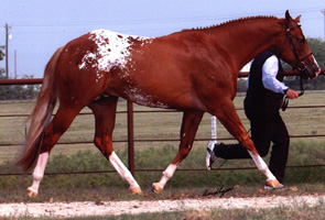 Designer Invi,
Pictured as a 2-Yr-Old, September 2002