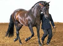 Dom, Champion Andalusian Stallion