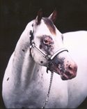 Charicature