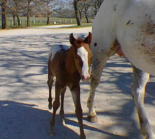 Designer Series Filly, March 27, 1999