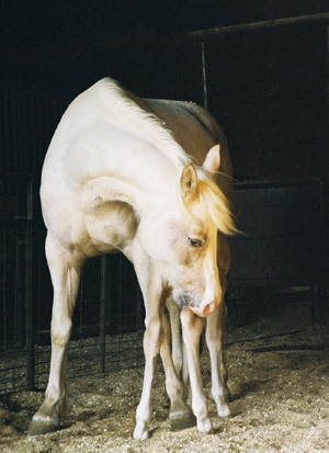 Cloudy and her first foal, Feb 17, 2003