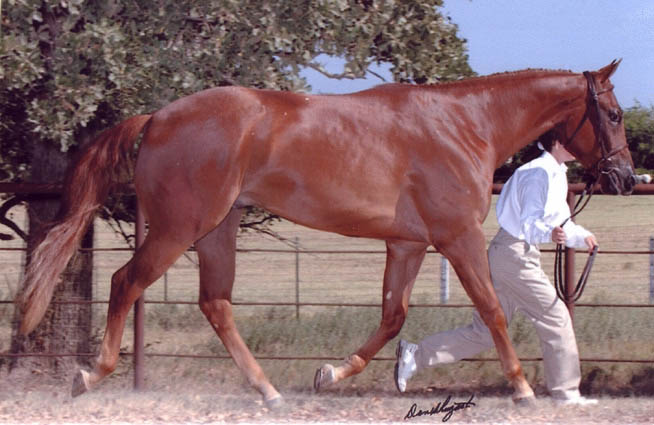 Hit Invitation
Pictured September, 2002, as a 16+ hand 2-yr-old