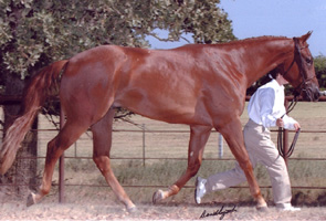 Hit Invitation,
Pictured as a 2-Yr-Old, September 2002