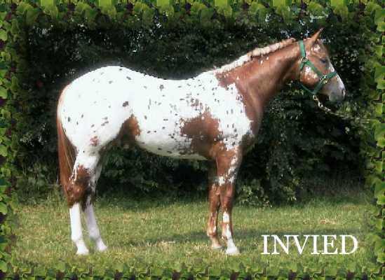Invied, Yearling, profile, in The Netherlands.