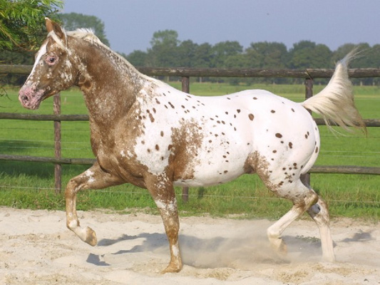 Invied, celebrating (pictured 2003)