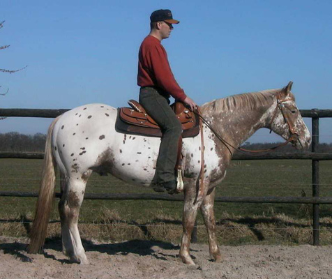Invied, started under saddle (pictured March 2003)