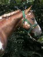2000 Invied, Mr Invitation x Shurley She's Hot. Pictured as a yearling, in The Netherlands, 2001.