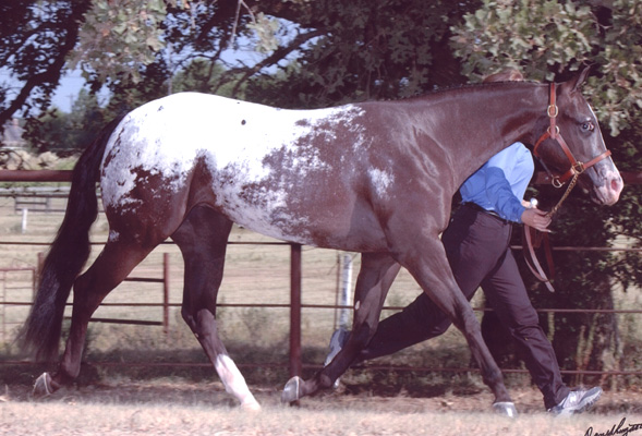 2001 Black Mare, Mr Invitation x Cartoon Series (by Designer Series, ) Wold Ad Picture, September 2002.