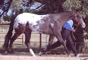 Designer Invi,
Pictured as a Yearling, September 2002
