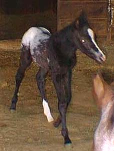 2001 Black Mare, Mr Invitation x Cartoon Series (by Designer Series, ) pictured at 4 days old, Feb 4, 2001.