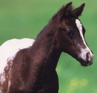 2001 Black Filly, Mr Invitation x Cartoon Series (by Designer Series, pictured in Sergeant's photo shoot, spring, 2001.