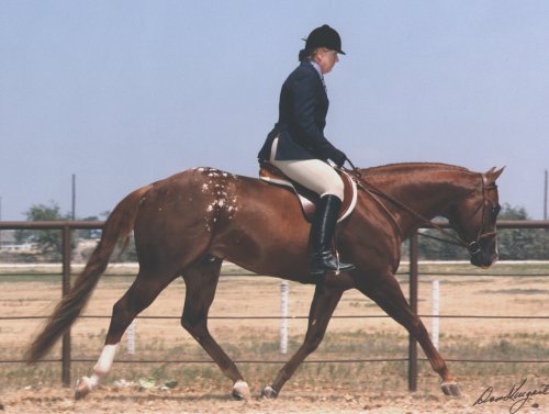 Mr Invitation,
Huge Trot