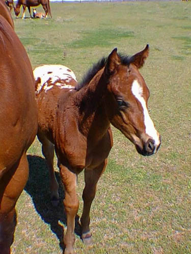 Designer Series Colt, March 27, 1999
