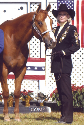 Designer Debutante, pictured as a 3-yr-old, November 2001