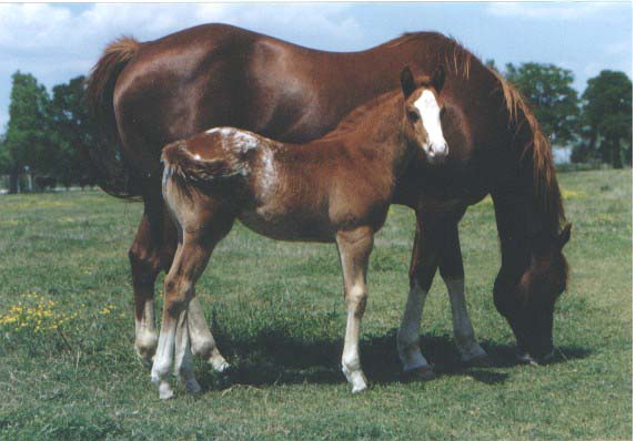 Signature Edition, Weanling 1998