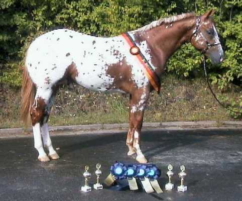 Invied, 2001 Alsfeld Germany Win Picture, Yearling, profile, in The Netherlands.