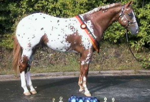 Invied,
Pictured as a Yearling in Alsfeld Germany, 2001