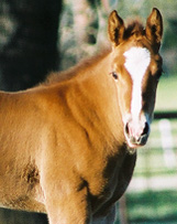 March 2003 Filly, Invitational x Tulloch's Tuffet