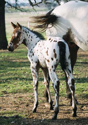 2003 Bay Colt, Enlightened (AQHA) x Cartoon Series (by Designer Series, born Feb 21, 2003, pictured March 9, 2003.